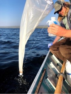 Field ecologists collect zooplankton from the water column at the Domain 18 TOOK field site (Photo by Josh Monroe)